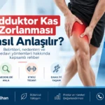 adduktor kas zorlanması – fizyoterapi değerlendirmesi ve anatomik bilgilendirme görseli